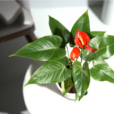 Anthurim red